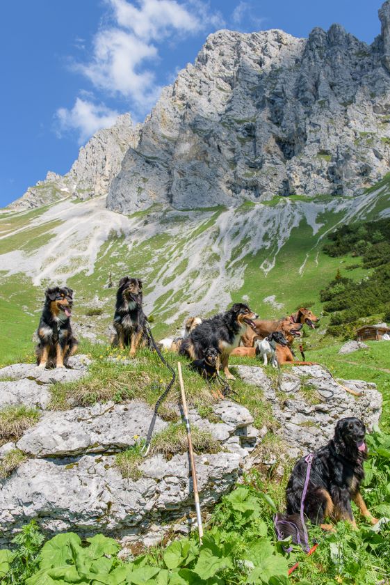 Hunde im Tannheimertal